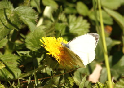 Piéride (Papillon), Vevey, Vaud, Suisse