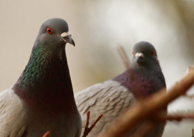 Pigeon biset, Vevey, Vaud, Suisse