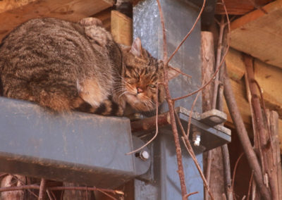 Chat sauvage, Parc animalier de La Garenne, Le Vaud, Vaud, Suisse