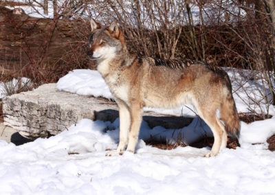 Loup gris, Parc animalier de La Garenne, Le Vaud, Vaud, Suisse
