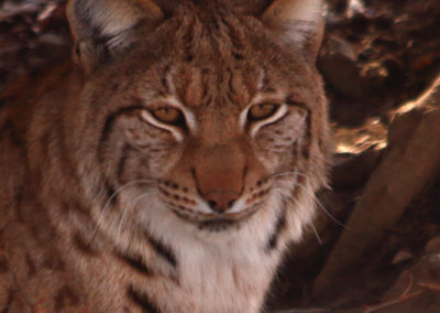 Lynx boréal, Parc animalier de La Garenne, Le Vaud, Vaud, Suisse