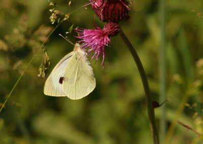Piéride (Papillon), Corsier-sur-Vevey, Vaud, Suisse
