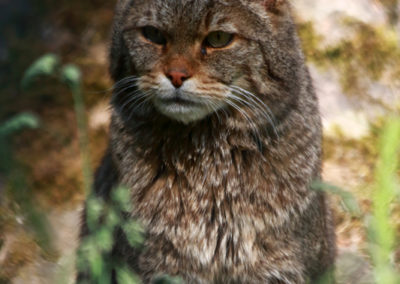 Chat sauvage, Zoo des Marécottes, Valais, Suisse
