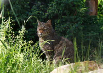 Chat sauvage, Zoo des Marécottes, Valais, Suisse