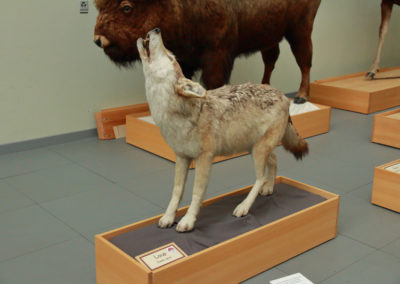 Loup gris, Musée Cantonal de Zoologie, Lausanne, Vaud, Suisse