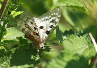 Apollon (Papillon), Bisse de la Wyssa, Mund, Valais, Suisse