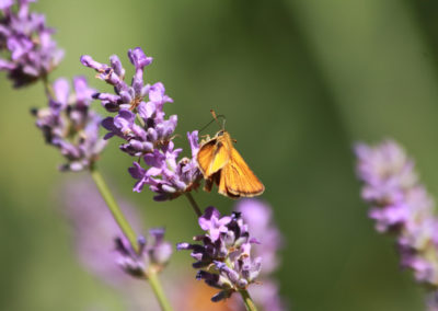Hespérie sylvaine (Papillon), Caux, Vaud, Suisse