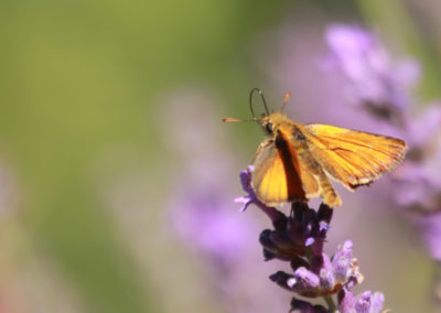 Hespérie sylvaine (Papillon), Caux, Vaud, Suisse