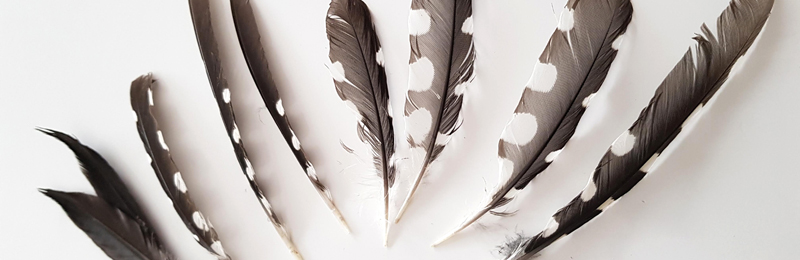 Collectionneurs de plumes…