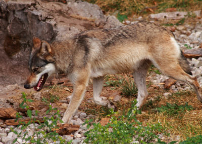 Loup gris, Juraparc, Vaud, Suisse