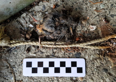 Rougequeue noir - Anatomie - Juvénile tombé du nid