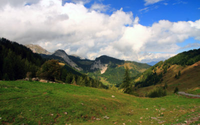 Les mouflons de Torgon