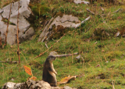 Marmotte des Alpes, Gros Mont, Charmey, Fribourg, Suisse