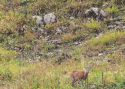Mouflon méditerranéen, Torgon, Valais, Suisse