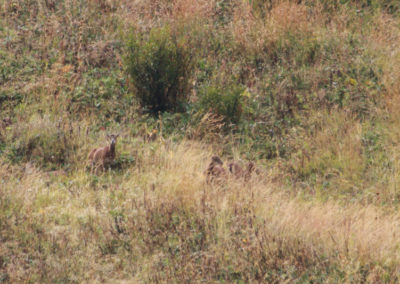 Mouflon méditerranéen, Torgon, Valais, Suisse