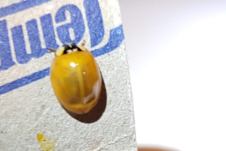 en montagne, Cycle de vie d’une coccinelle Coccinelle — free download
