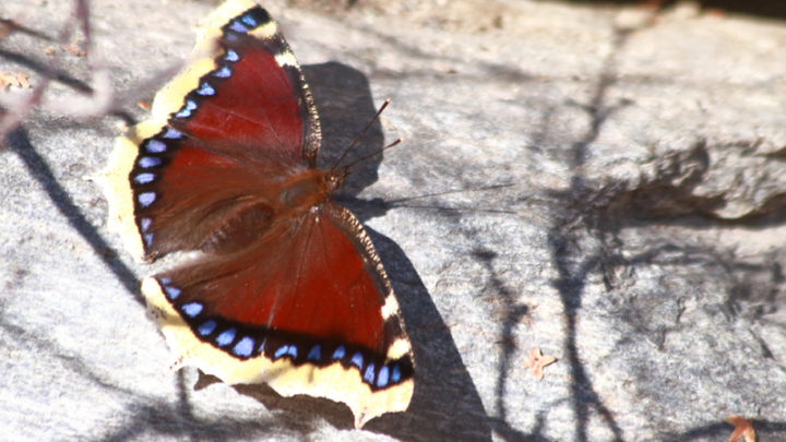 Morio (Papillon)