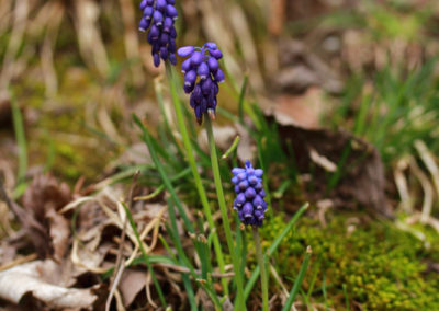 Hyacinthe muscari, Corsier-sur-Vevey, Vaud, Suisse