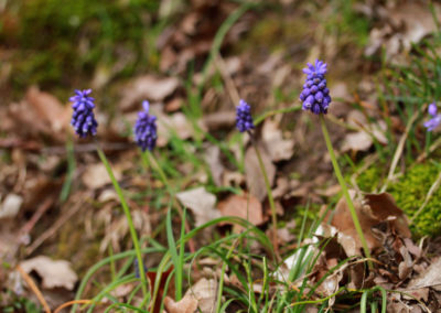 Hyacinthe muscari, Corsier-sur-Vevey, Vaud, Suisse
