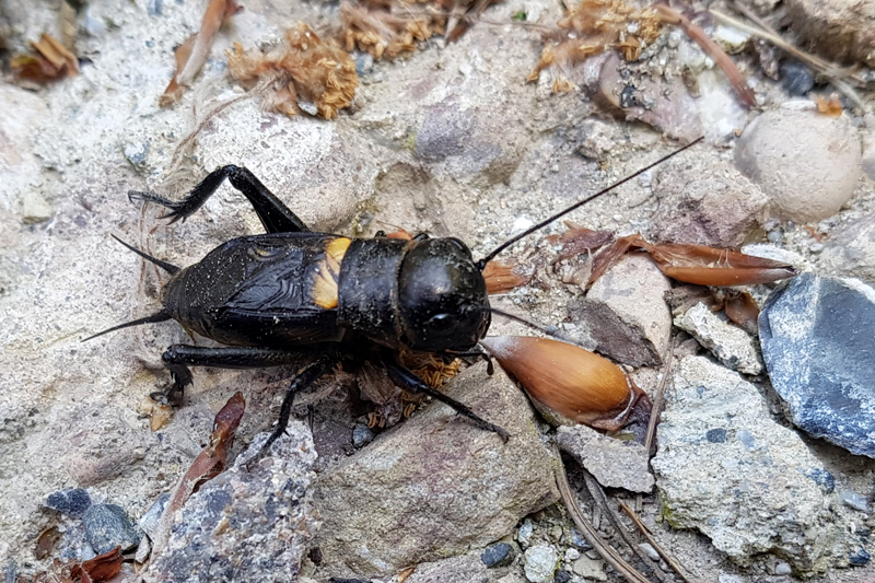 Accompagnateur En Montagne Grillon Demoiselle Libellule Odonate 