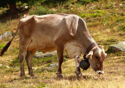 Vache - Brune Suisse, La Giette, Valais, Suisse