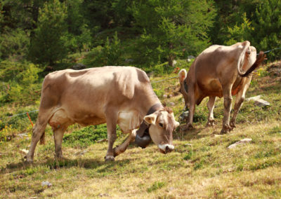 Vache - Brune Suisse, La Giette, Valais, Suisse