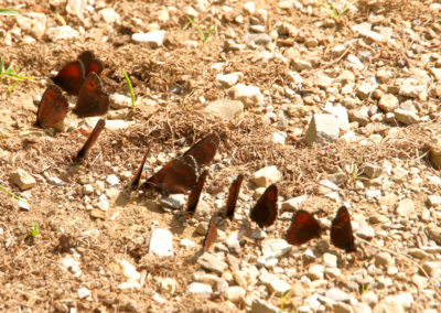 Moiré franconien (Papillon), La Giette, Valais, Suisse
