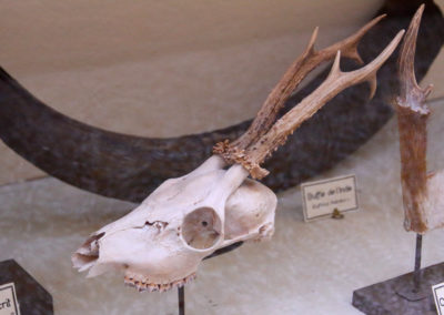 Chevreuil d’Europe - Anatomie