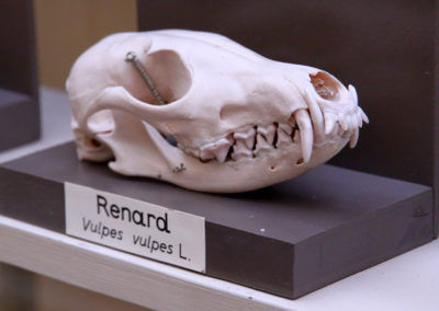 Renard roux - Anatomie