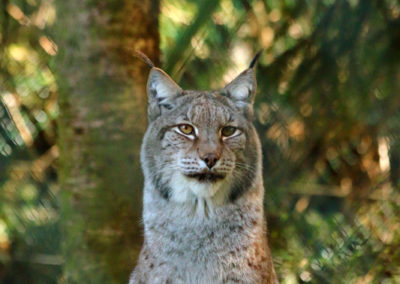 Lynx boréal, Zoo de Servion, Servion, Vaud, Suisse