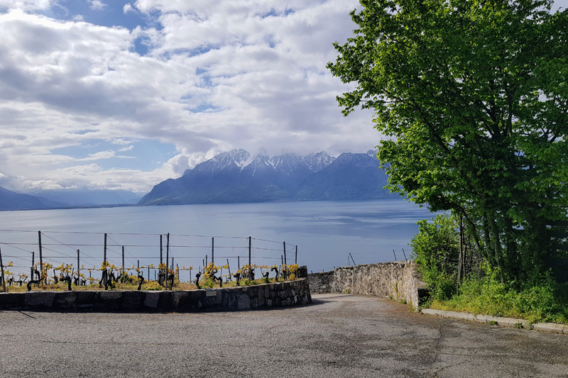 Randonnée - Lavaux, patrimoine de l’UNESCO