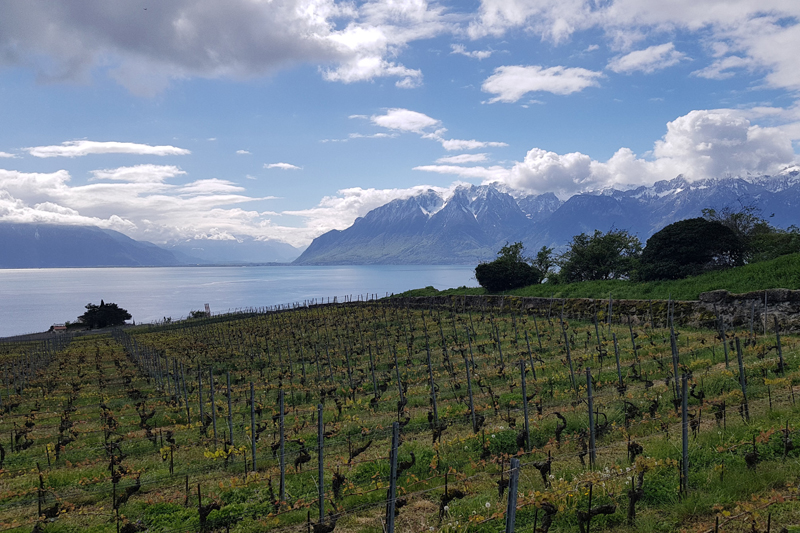 Randonnée - Lavaux, patrimoine de l’UNESCO