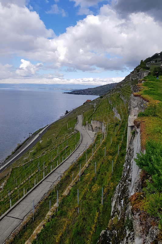 Randonnée - Lavaux, patrimoine de l’UNESCO