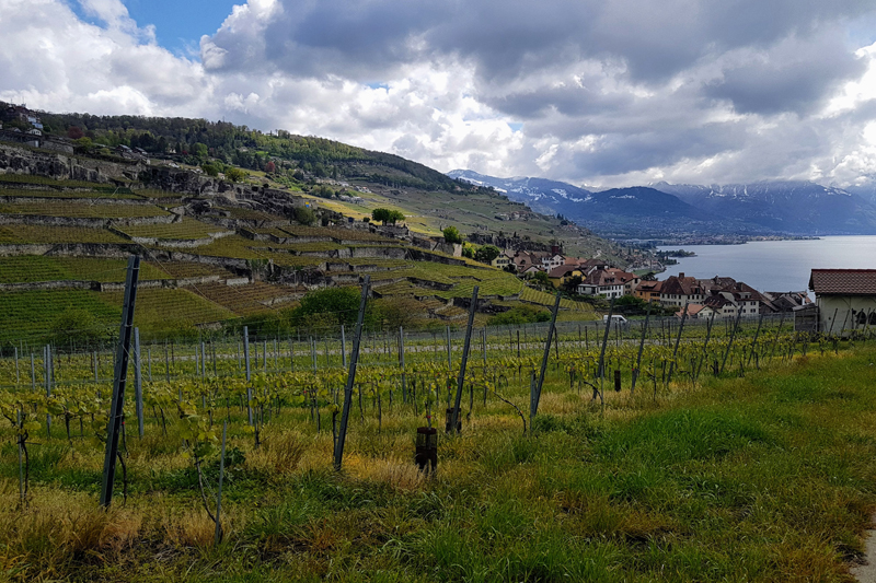 Randonnée - Lavaux, patrimoine de l’UNESCO