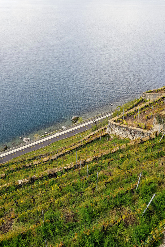 Randonnée - Lavaux, patrimoine de l’UNESCO