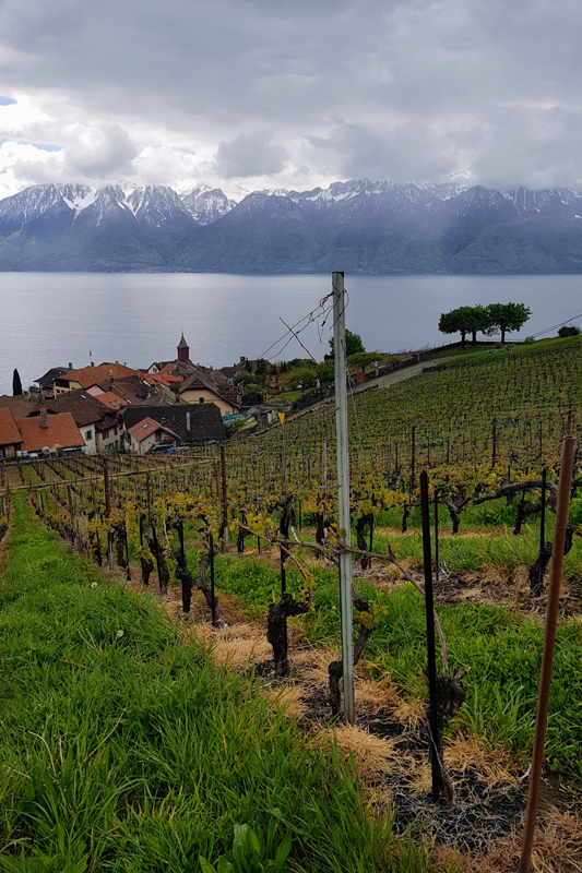 Randonnée - Lavaux, patrimoine de l’UNESCO