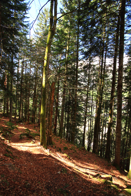 Randonnée - Cascade du Ramaclé