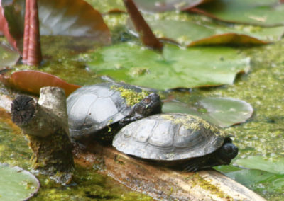 Cistude d’Europe, Papiliorama, Kerzers, Fribourg