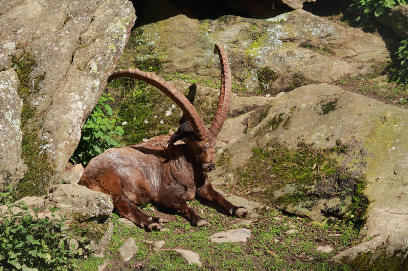 Visite - Zoo et piscine des Marécottes