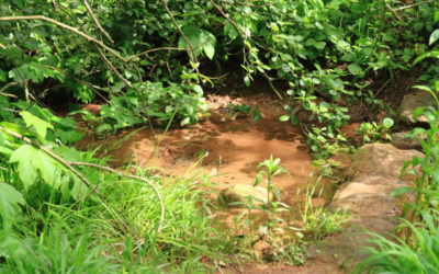 Vevey, Qui y’a-t-il dans la mare avec Nature & Découvertes