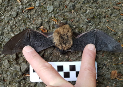Pipistrelle commune - Anatomie