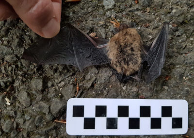 Pipistrelle commune - Anatomie