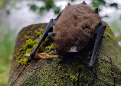 Pipistrelle commune - Anatomie