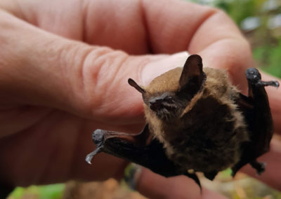 Pipistrelle commune - Anatomie