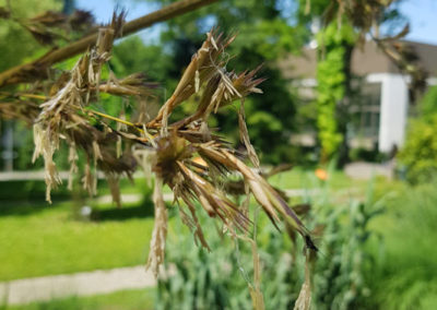 Visite - Bota, Jardin Botanique de l’Université de Fribourg - Bambou noir