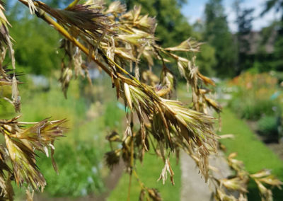 Visite - Bota, Jardin Botanique de l’Université de Fribourg - Bambou noir