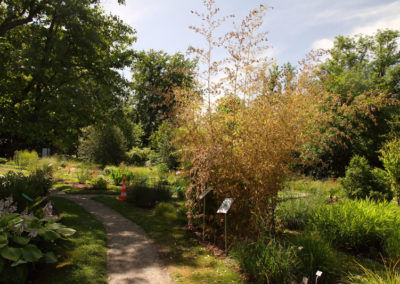 Visite - Bota, Jardin Botanique de l’Université de Fribourg - Bambou noir