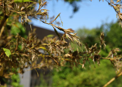 Visite - Bota, Jardin Botanique de l’Université de Fribourg - Bambou noir