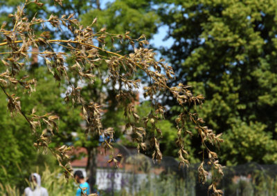 Visite - Bota, Jardin Botanique de l’Université de Fribourg - Bambou noir