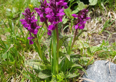 Orchis mâle - Salanfe, Valais, Suisse